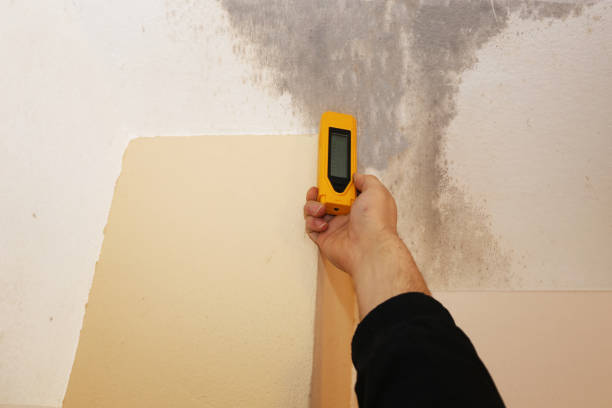  Indian Hills, TX Mold Removal Pros