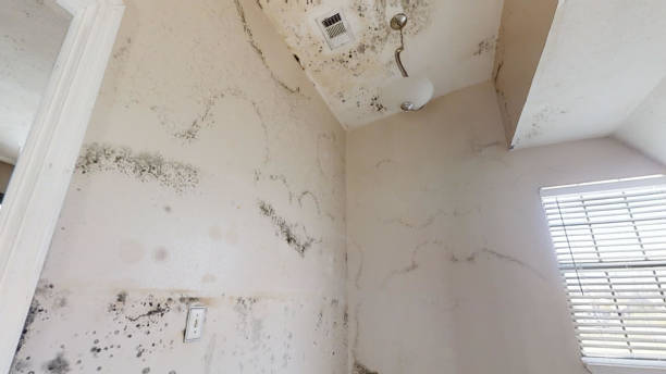 Best Mold Documentation for Insurance Claims  in Indian Hills, TX
