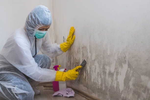 Best Mold Removal for HVAC Installations  in Indian Hills, TX