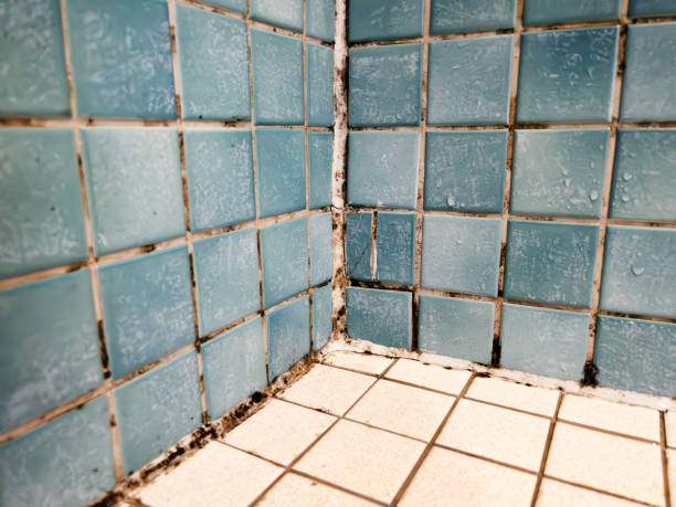 Best Mold Odor Removal Services  in Indian Hills, TX