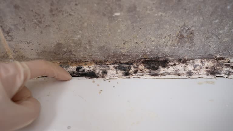Mold Remediation for Vacation Homes in Indian Hills, TX