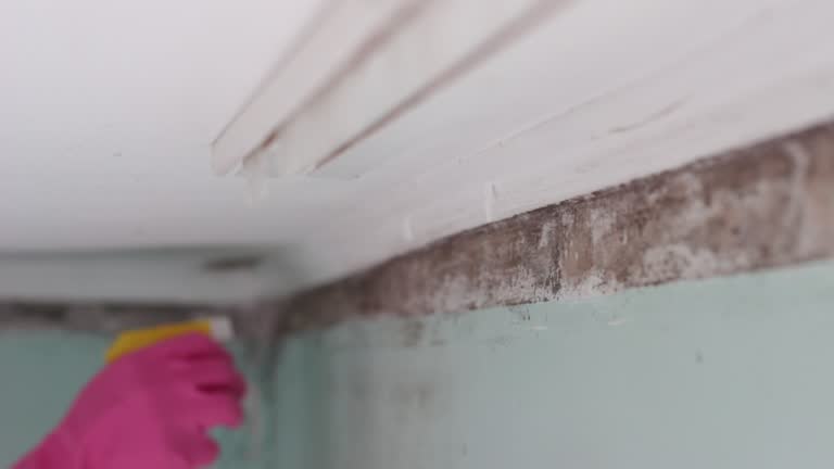 Best Basement Mold Removal  in Indian Hills, TX