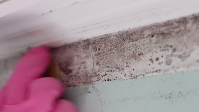 Best Flood Damage  in Indian Hills, TX